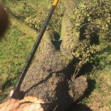 Kácení stromů